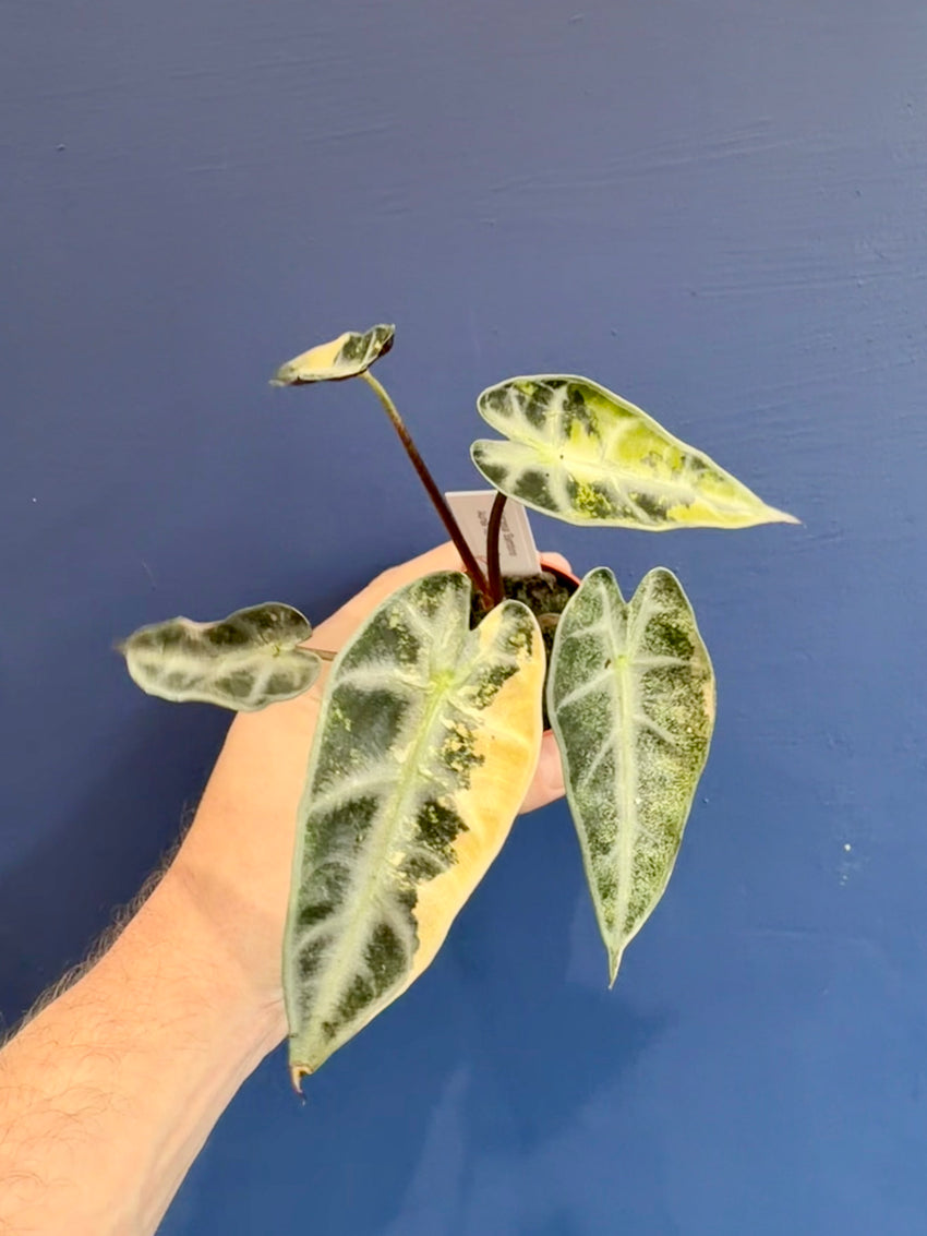 Alocasia Bambino Aurea Variegated full plant