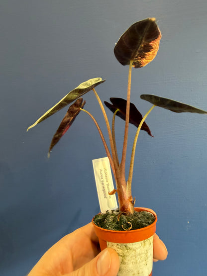 Alocasia Bambino Aurea Variegated in nursery pot