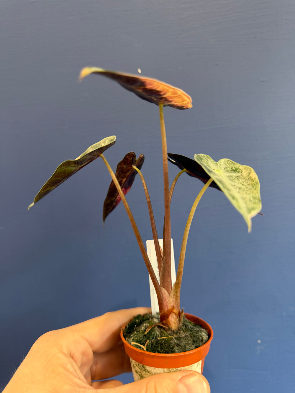 Alocasia Bambino Aurea purple leaf underside