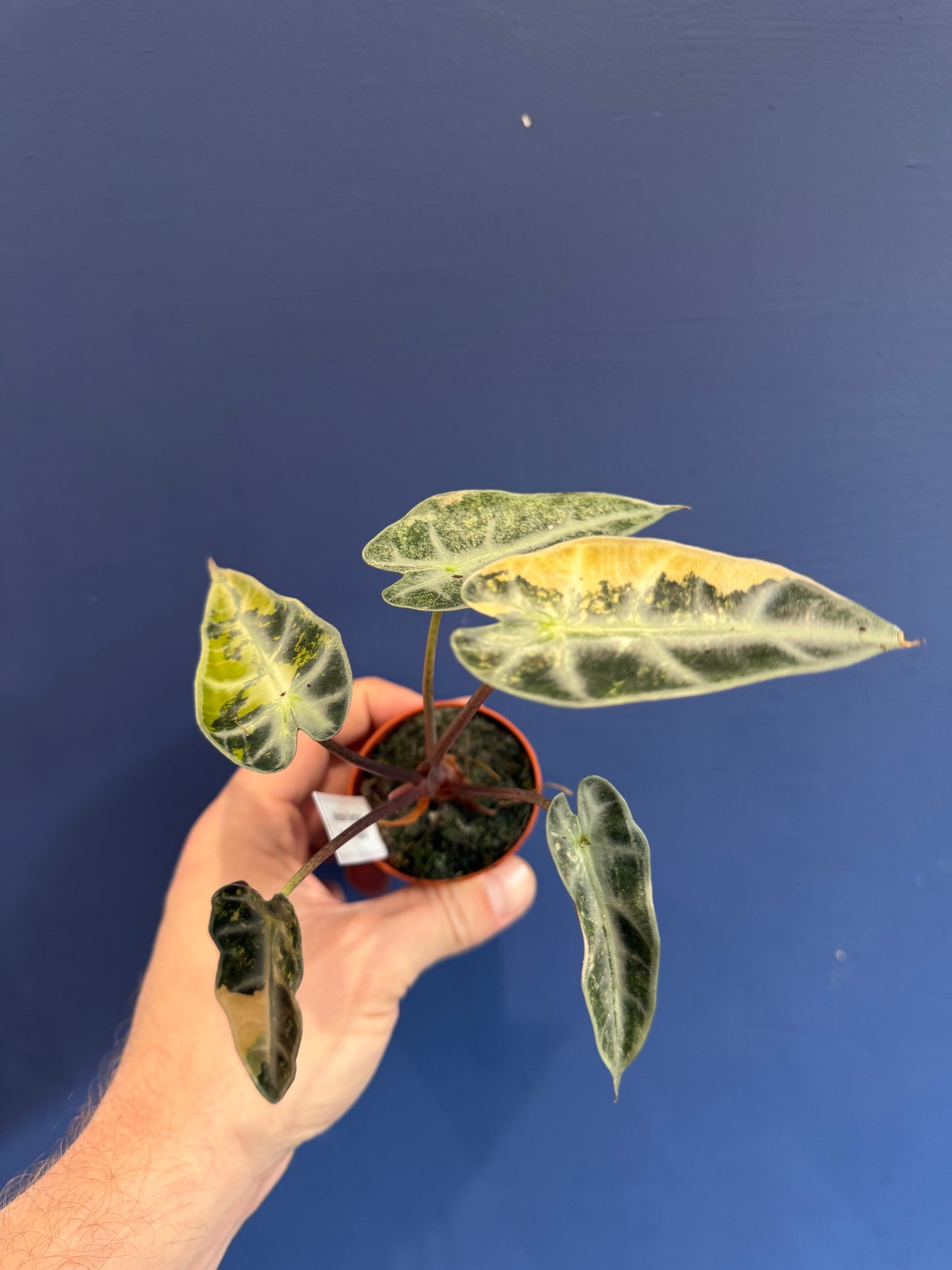 Alocasia Bambino Aurea variegation detail