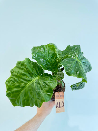 Alocasia Low Rider compact growth habit