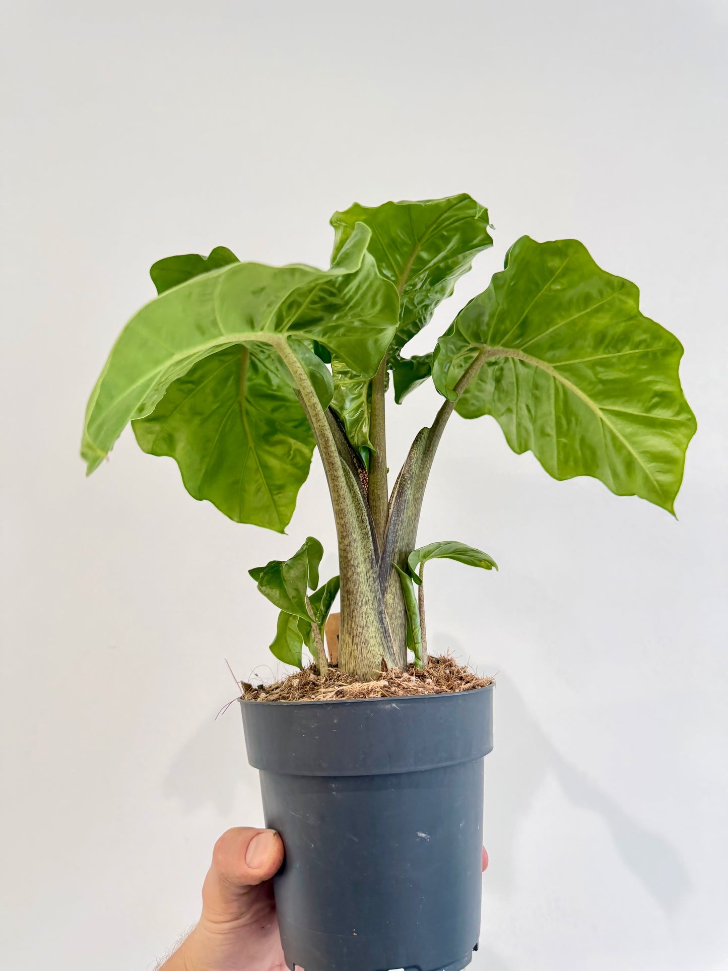 Alocasia Low Rider foliage detail