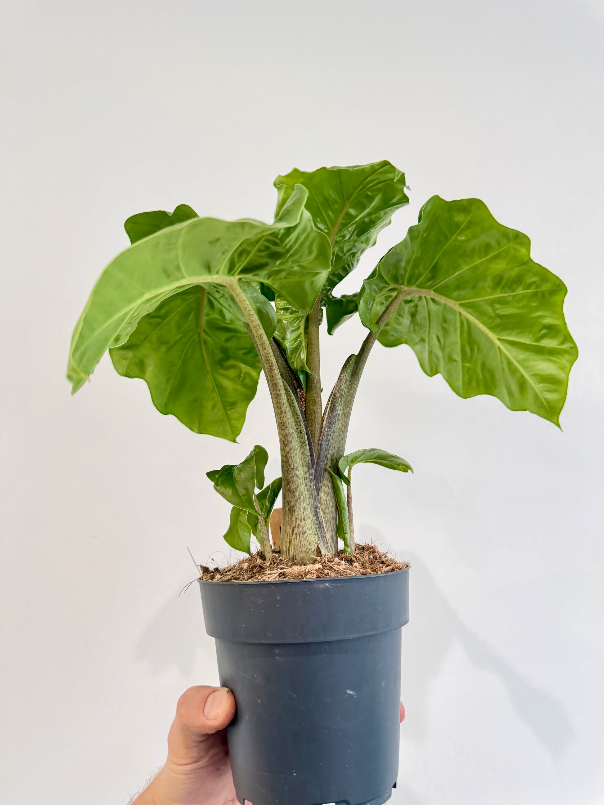Alocasia Low Rider foliage detail