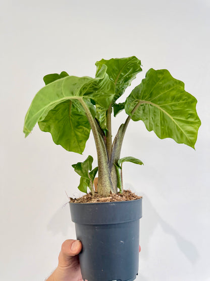 Alocasia Low Rider foliage detail