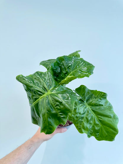 Alocasia Low Rider foliage detail