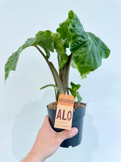Alocasia Low Rider full plant
