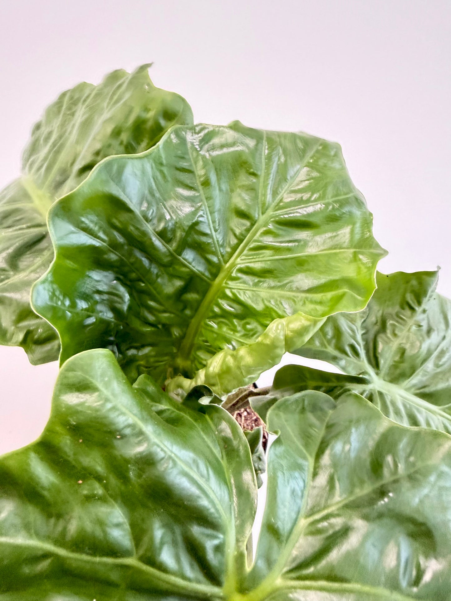 Alocasia Low Rider glossy green leaves