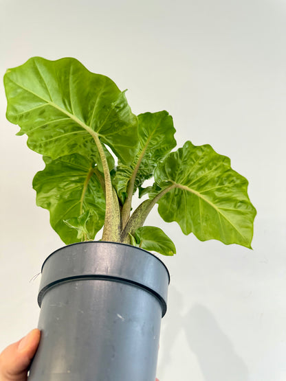 Alocasia Low Rider in nursery pot
