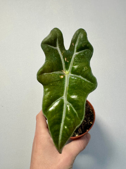 Alocasia Nobilis full plant