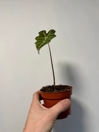 Alocasia Nobilis in nursery pot