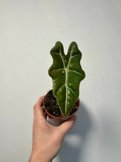 Alocasia sanderiana dark green leaves