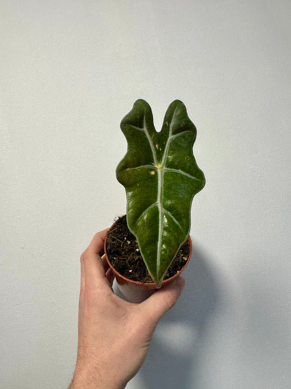 Alocasia sanderiana dark green leaves
