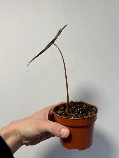 Alocasia sanderiana sculpted leaf edges