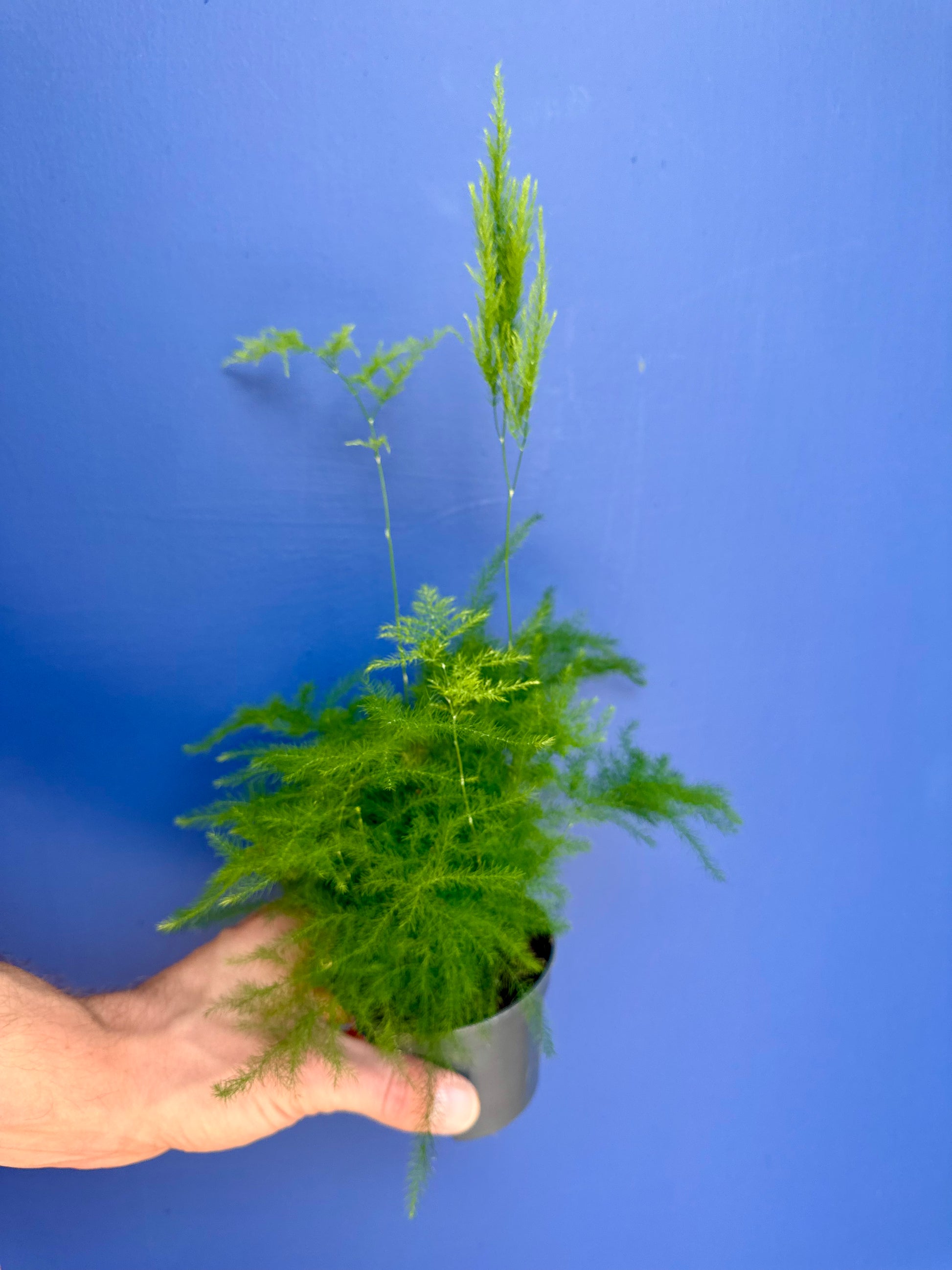 Asparagus Fern Asparagus setaceus full plant
