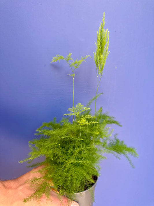 Asparagus Fern soft green foliage detail