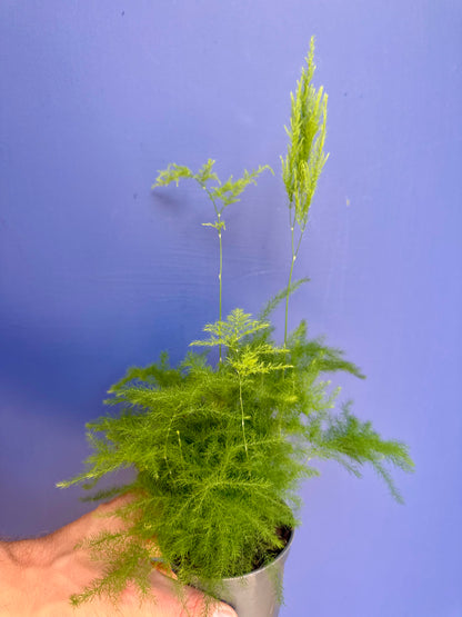 Asparagus Fern soft green foliage detail