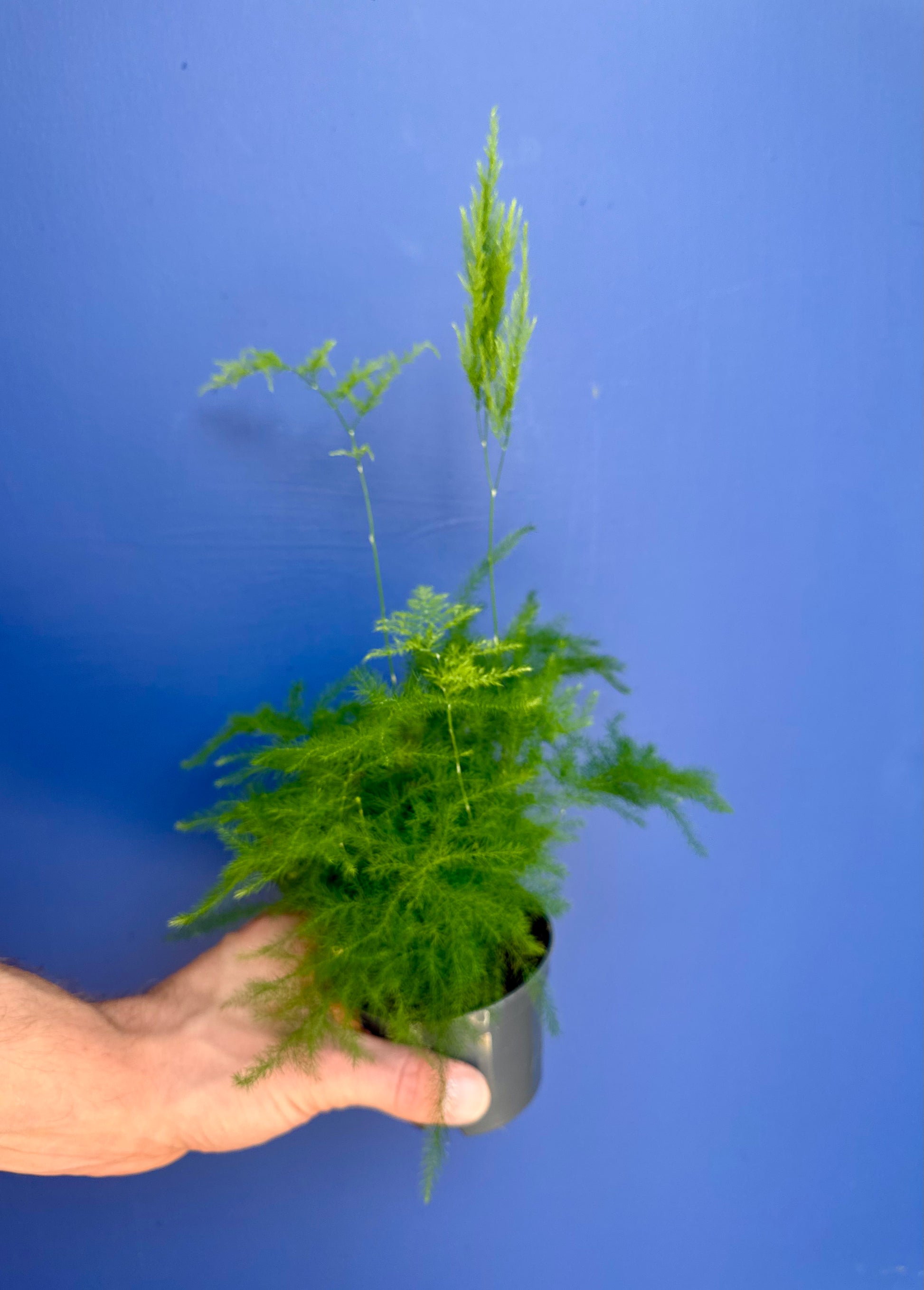 Asparagus setaceus in nursery pot