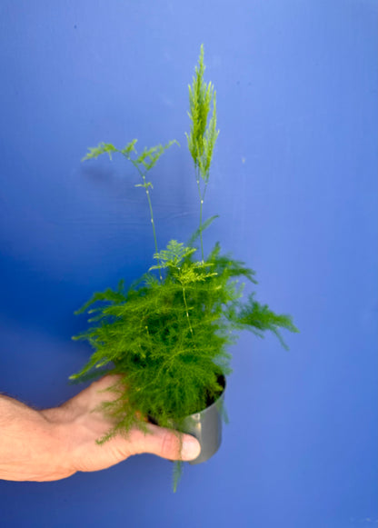 Asparagus setaceus in nursery pot