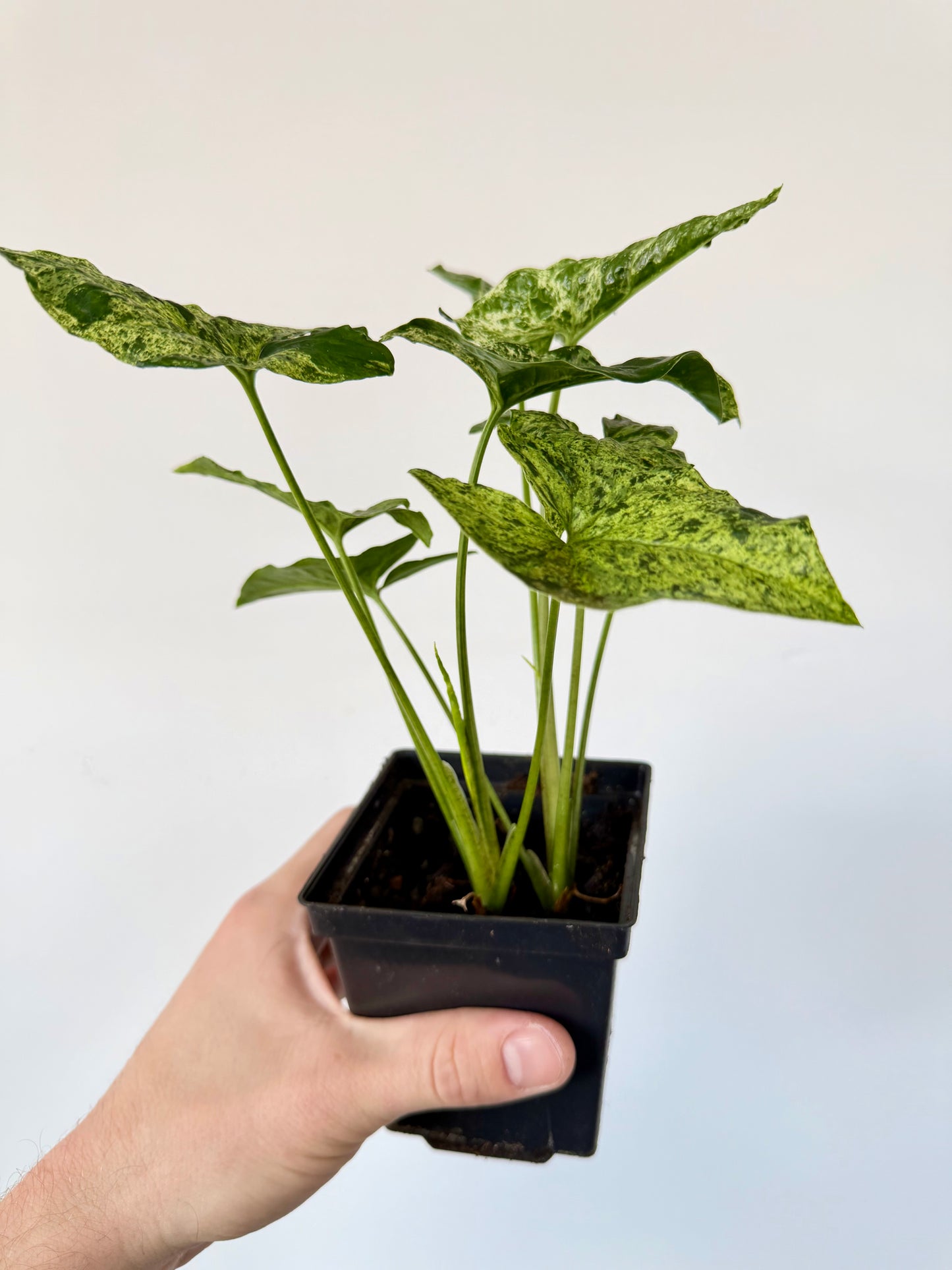 Syngonium Mojito Mottled - Syngonium Podophyllum