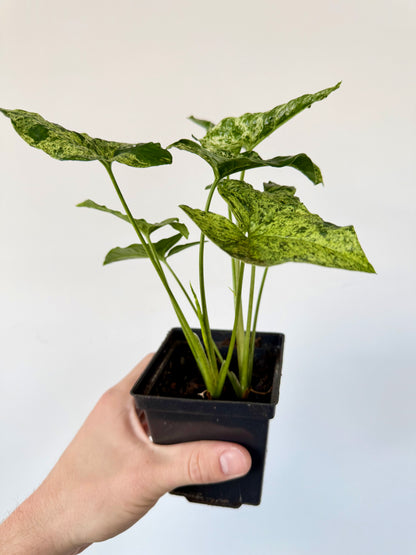 Syngonium Mojito Mottled - Syngonium Podophyllum
