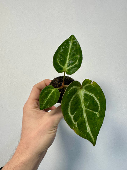 Baby Anthurium Crystallinum - Crystal Anthurium