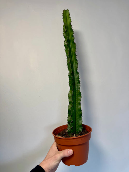 Euphorbia Ingens - Candelabra Cactus / Tree