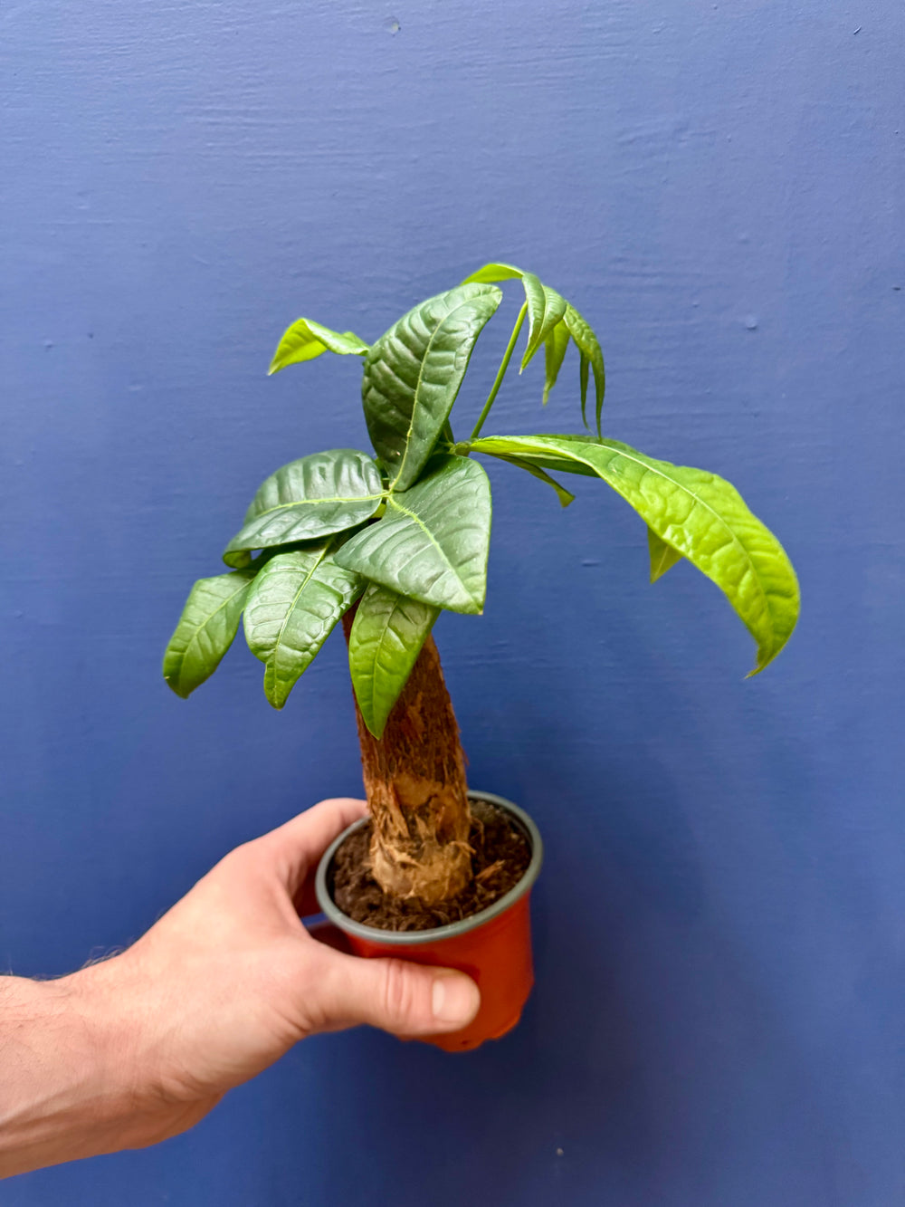 Bonsai Money Tree Pachira aquatica full plant