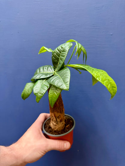 Bonsai Money Tree Pachira aquatica full plant