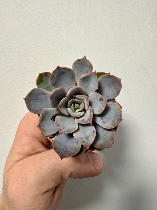 Echeveria Purple Pearl - Purple Pearl Plant