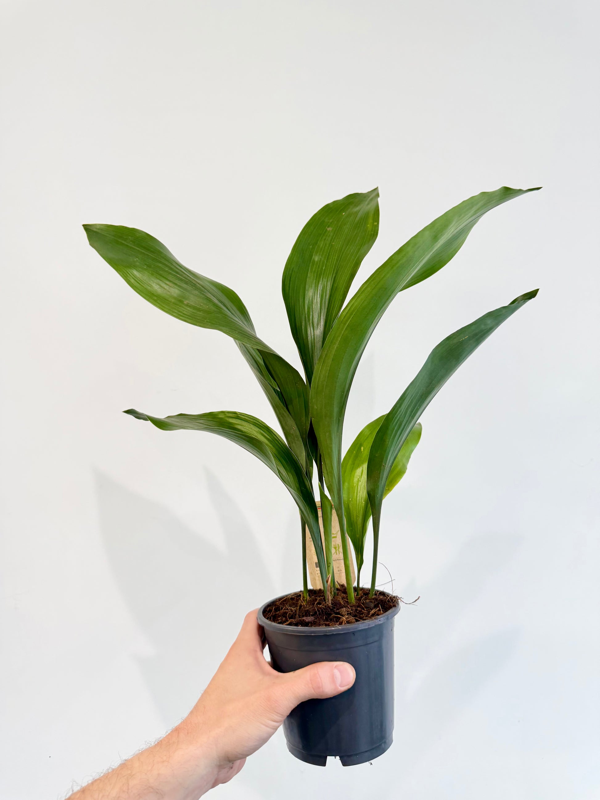 Cast Iron Plant Aspidistra elatior full plant