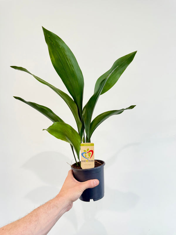 Cast Iron Plant Aspidistra elatior full plant