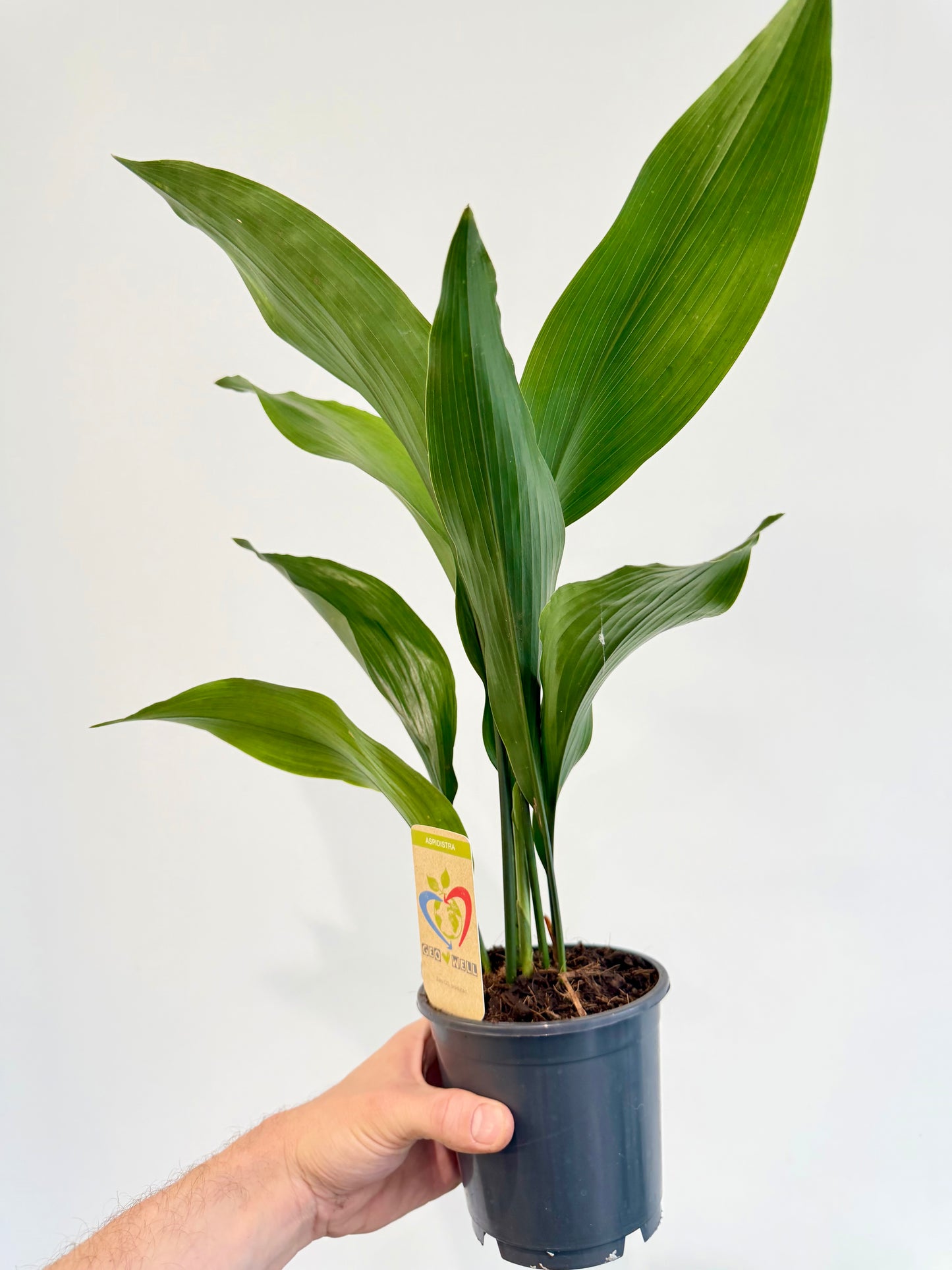 Cast Iron Plant Aspidistra elatior full plant