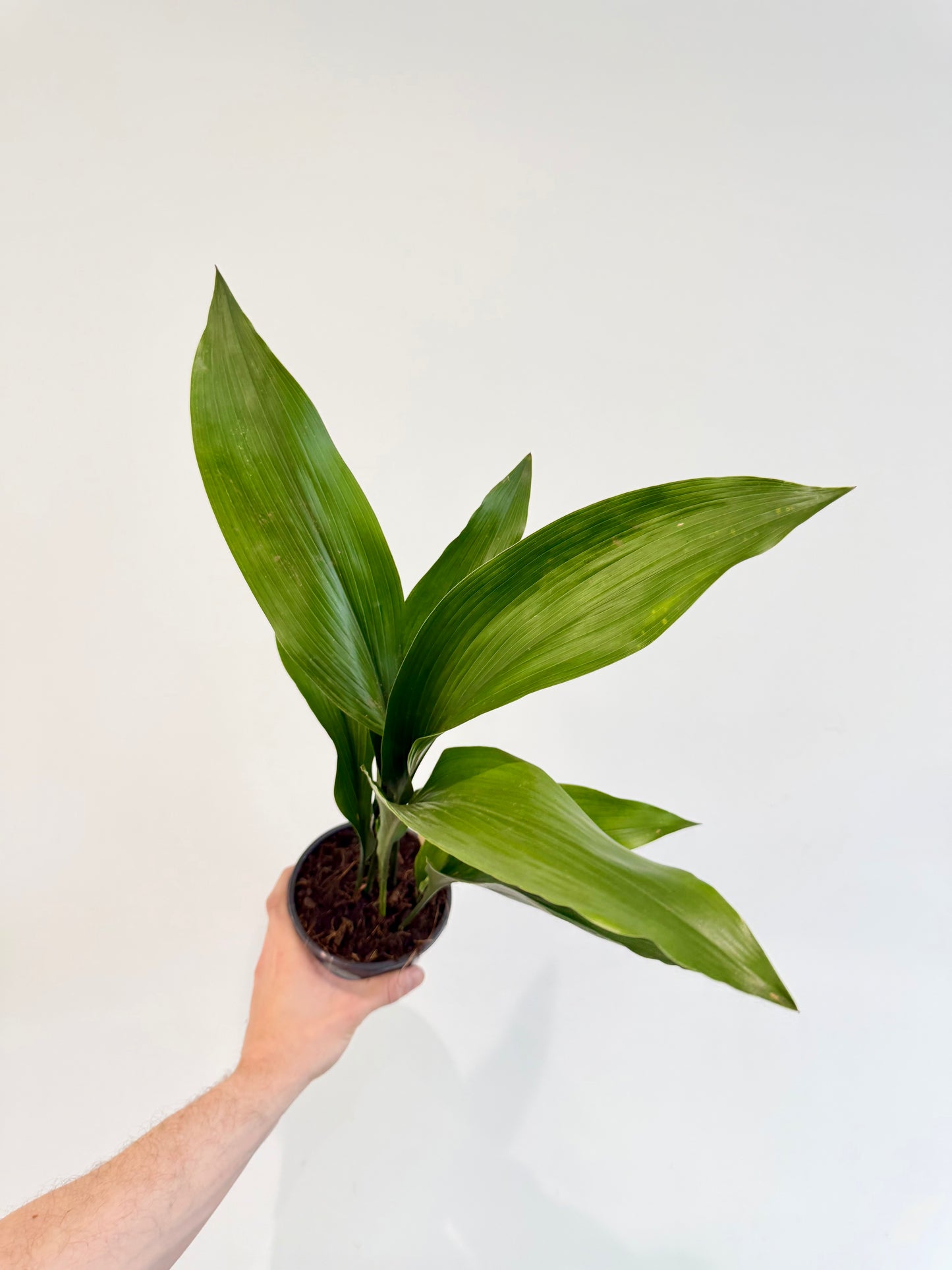 Cast Iron Plant Aspidistra elatior full plant