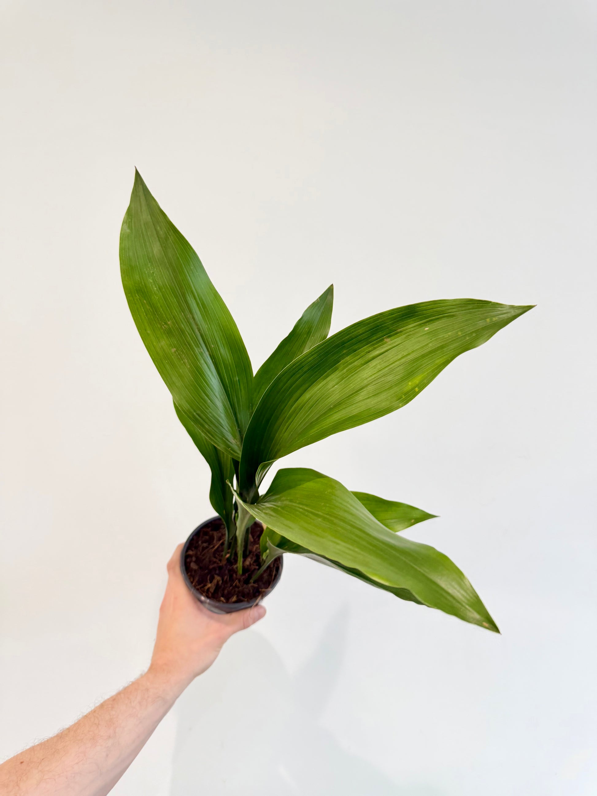 Cast Iron Plant Aspidistra elatior full plant