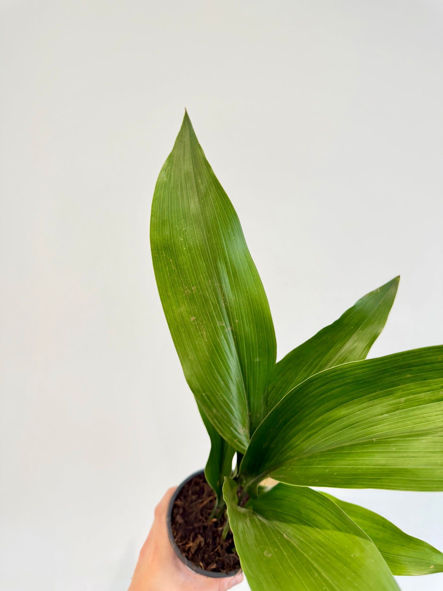 Cast Iron Plant Aspidistra elatior full plant
