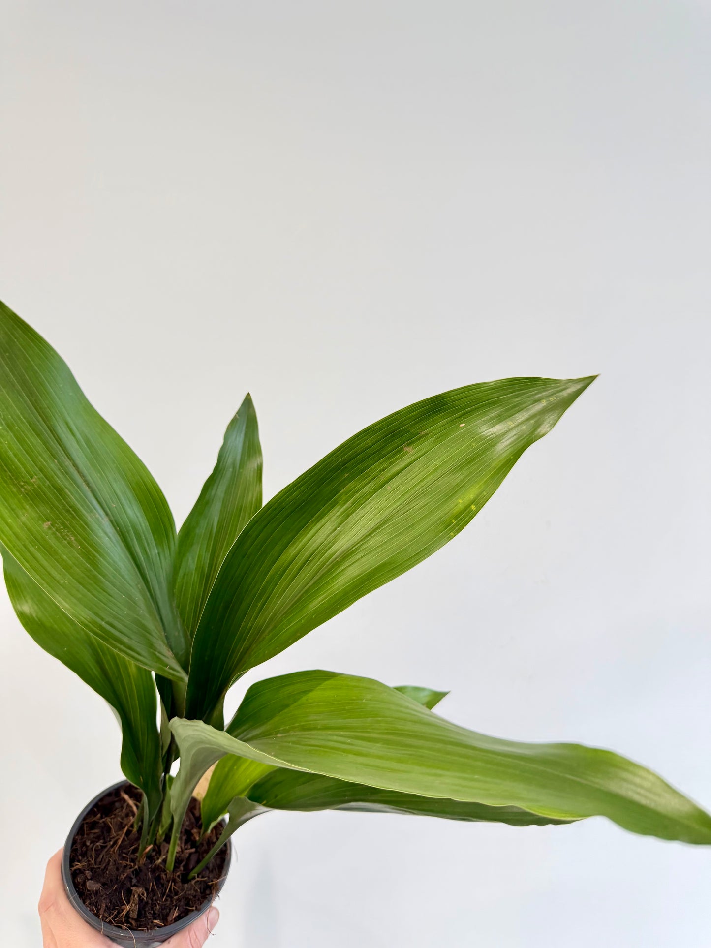 Cast Iron Plant dark green foliage close up