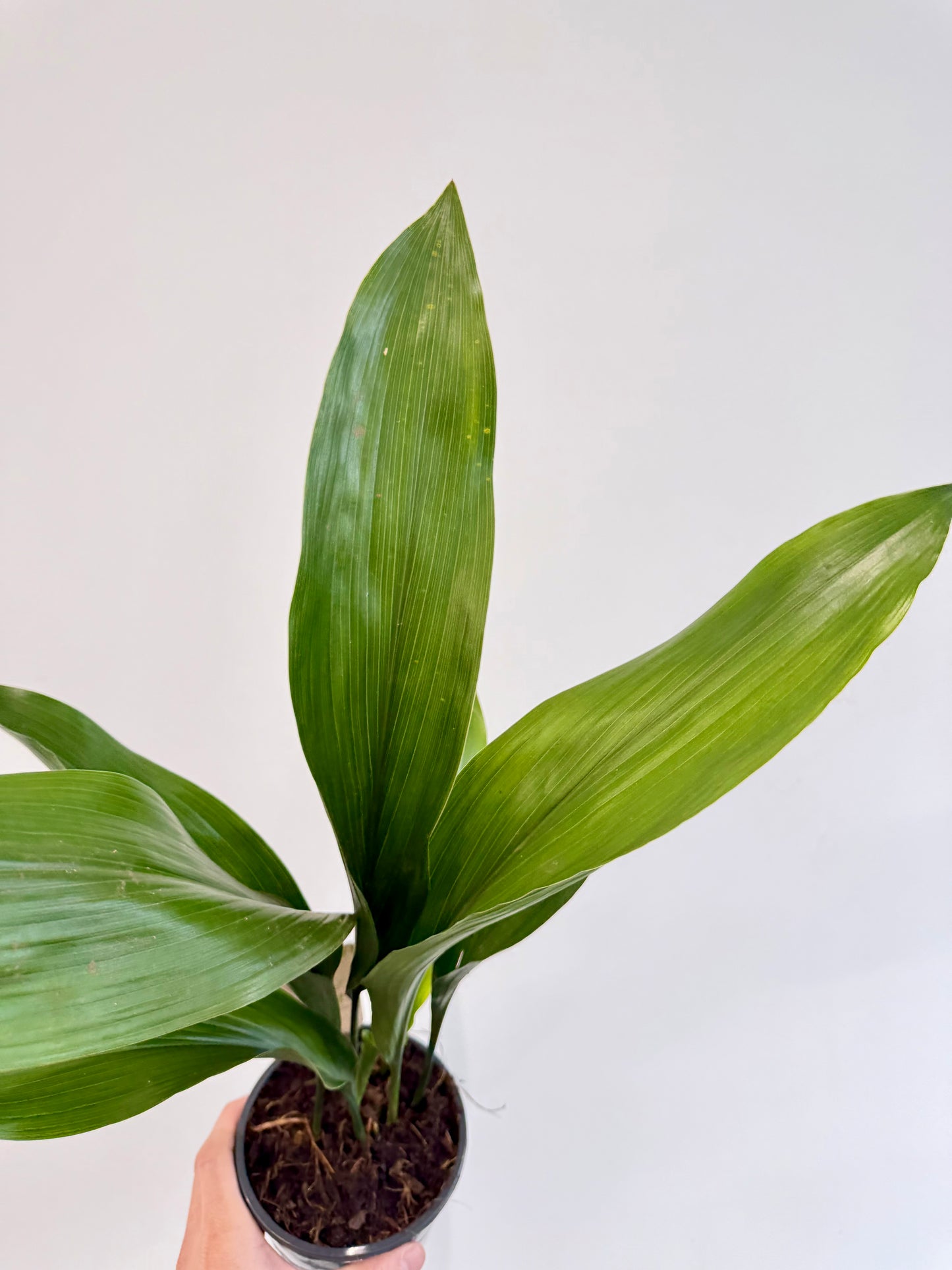 Cast Iron Plant Aspidistra elatior close up