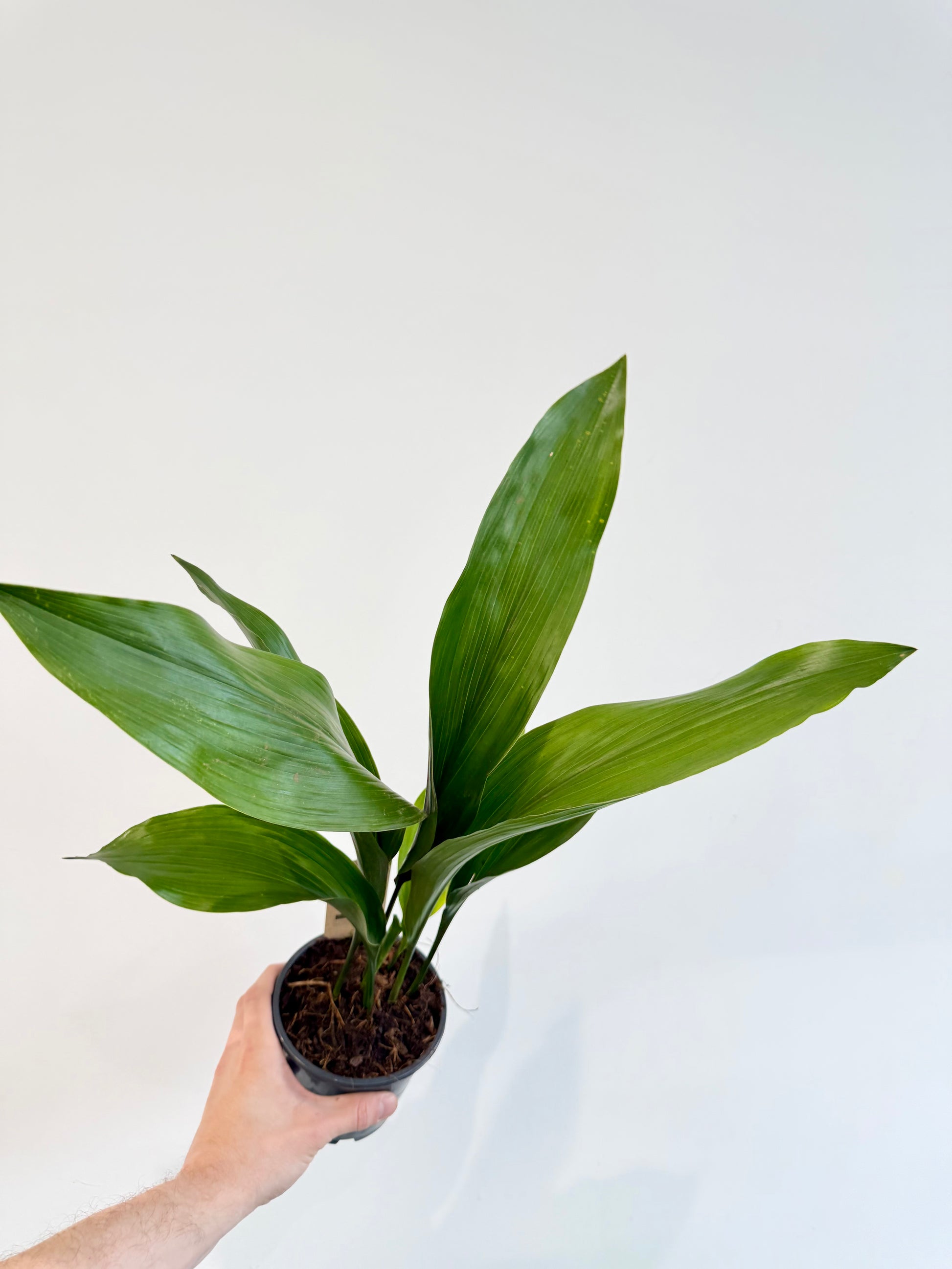 Cast Iron Plant Aspidistra elatior full plant
