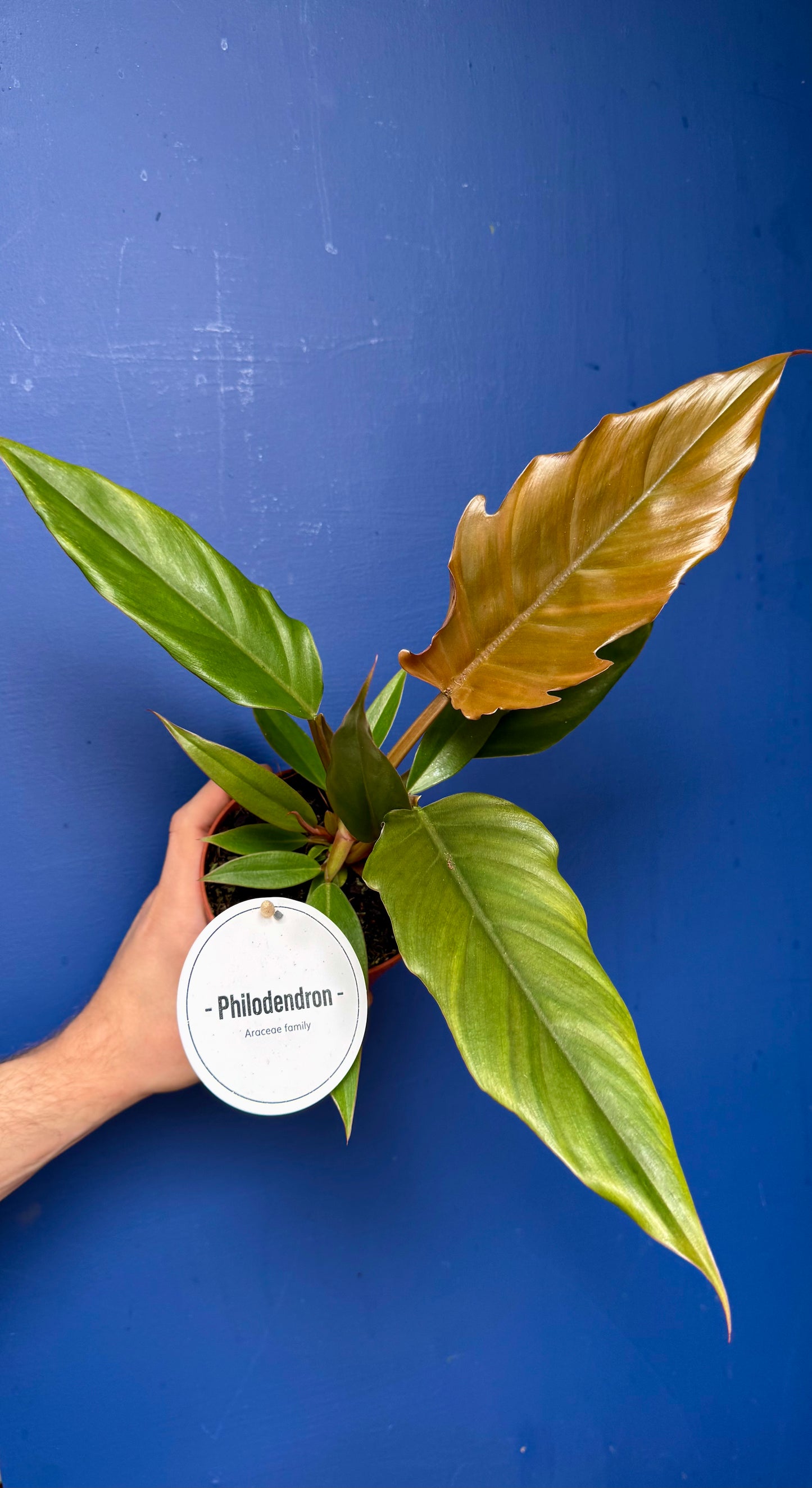 Choco Empress mature glossy green foliage