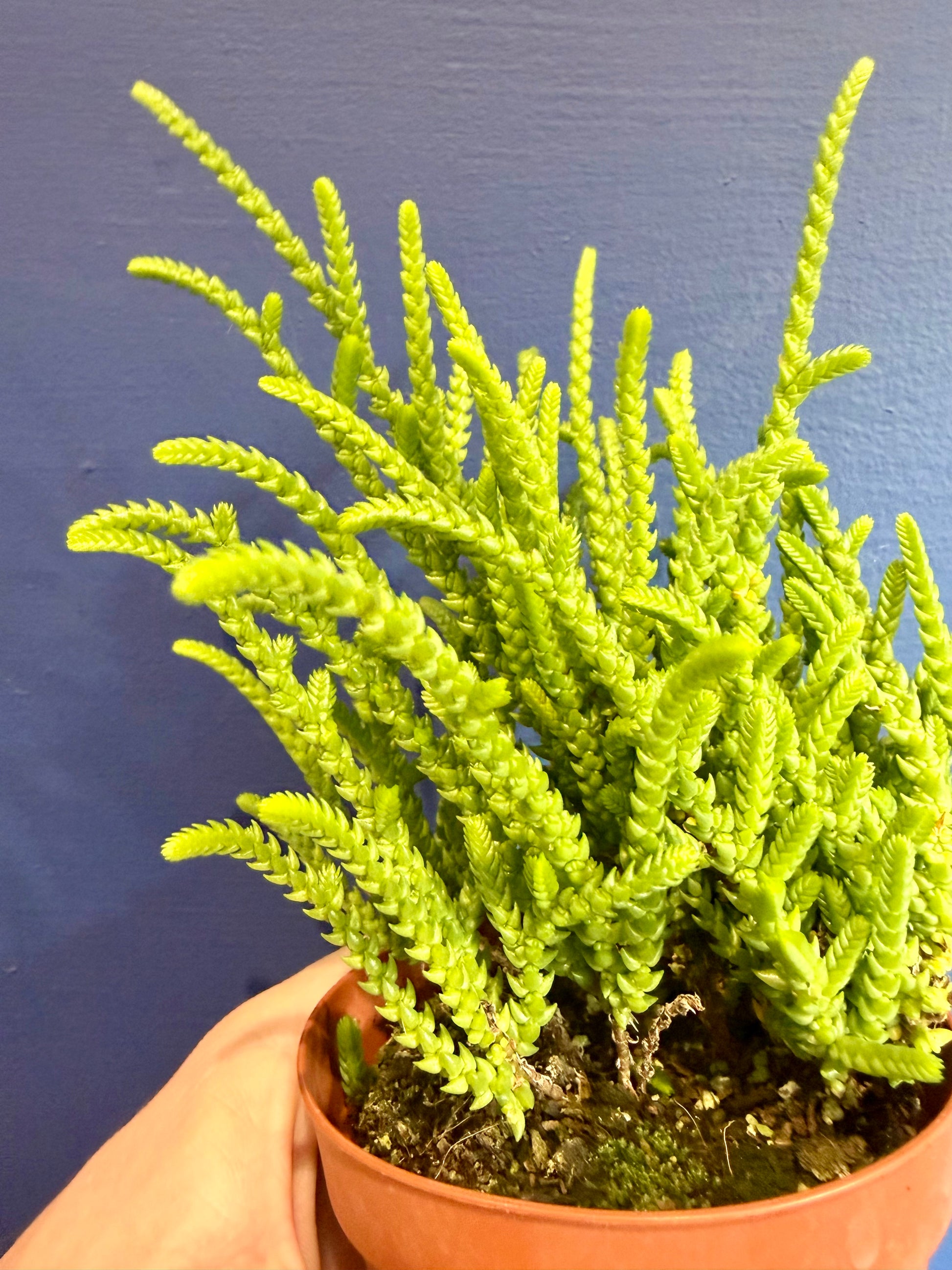 Crassula muscosa in nursery pot