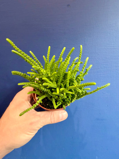 Crassula muscosa upright stems