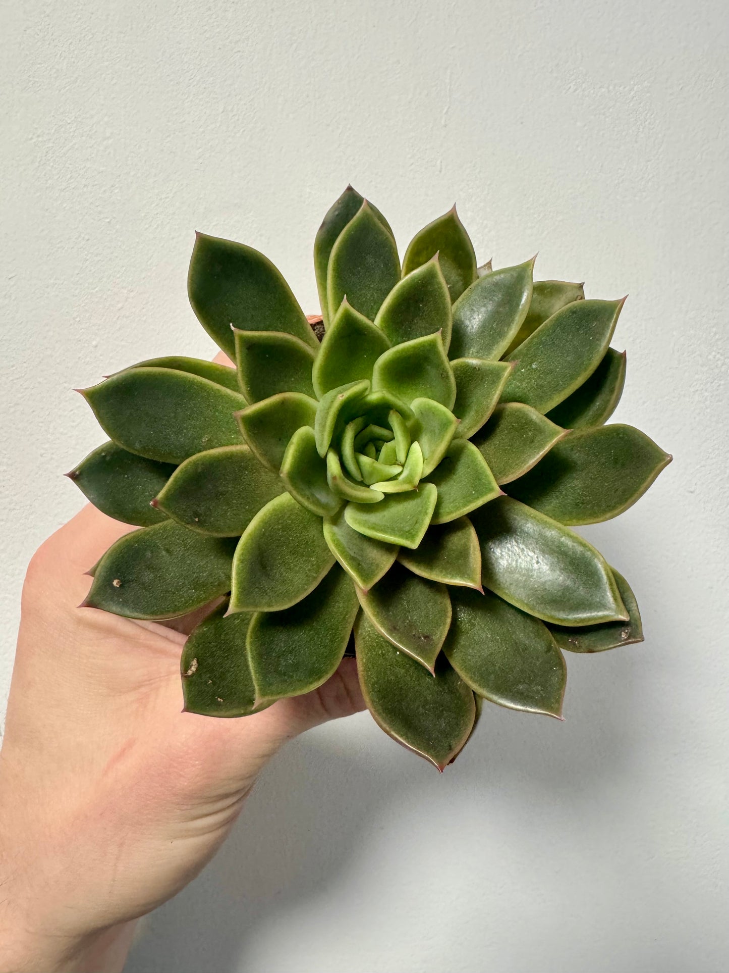 Echeveria Agavoides - Molded Wax Agave