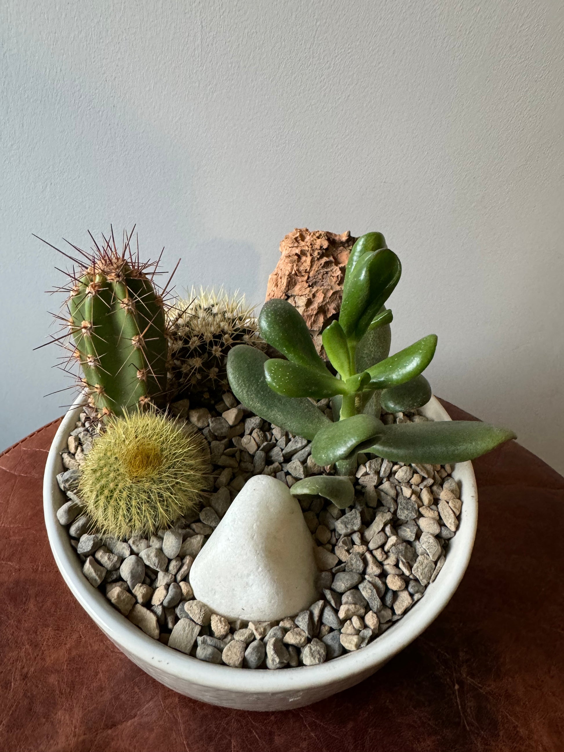 Small Cactus Bowl - Cactus Garden - Oh Shoot! Plants