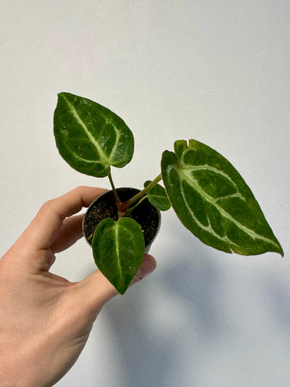 Baby Anthurium Crystallinum - Crystal Anthurium