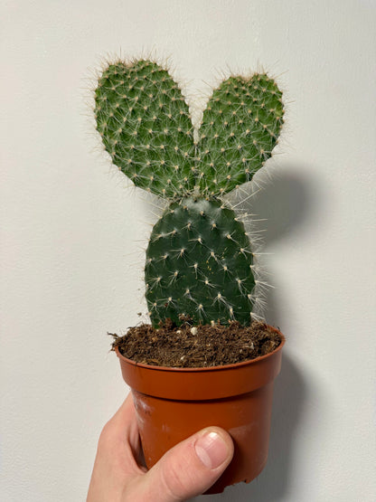 Mexican Prickly Pear Bunny Ear Cactus - Opuntia Pailana