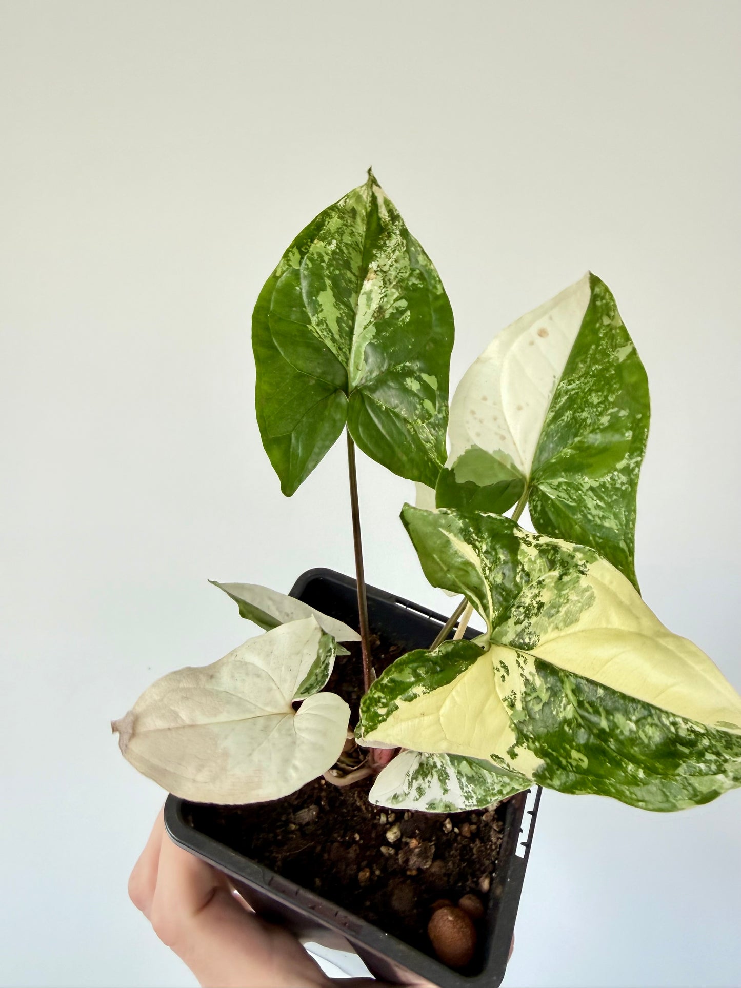 Syngonium Albo - Syngonium Podophyllum Variegata