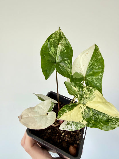 Syngonium Albo - Syngonium Podophyllum Variegata
