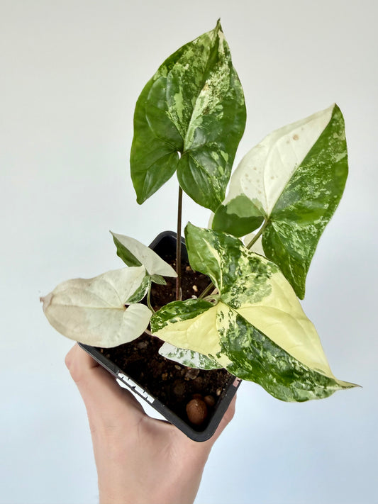 Syngonium Albo - Syngonium Podophyllum Variegata