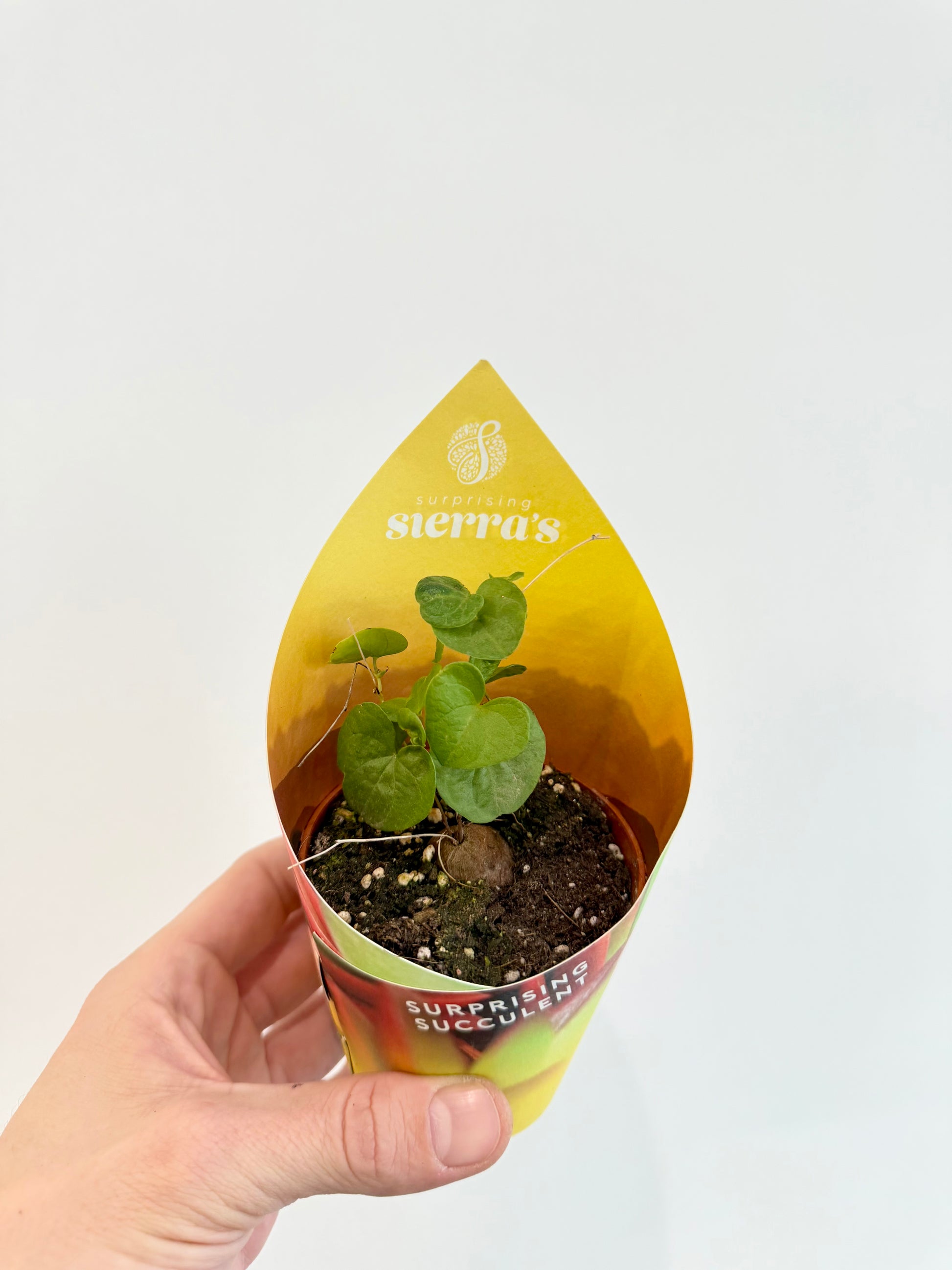 Dioscorea elephantipes climbing green vine