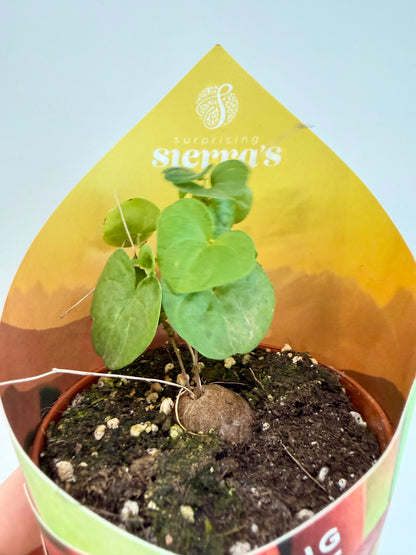 Dioscorea elephantipes full caudex plant